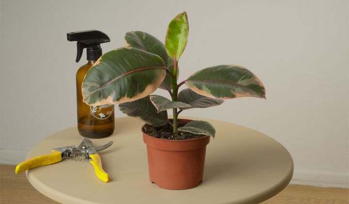 комнатное растение