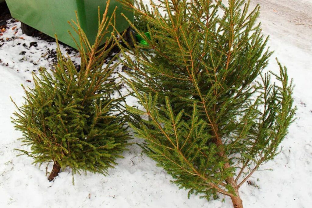 Узнали, куда можно выбросить новогодние елки в Узде