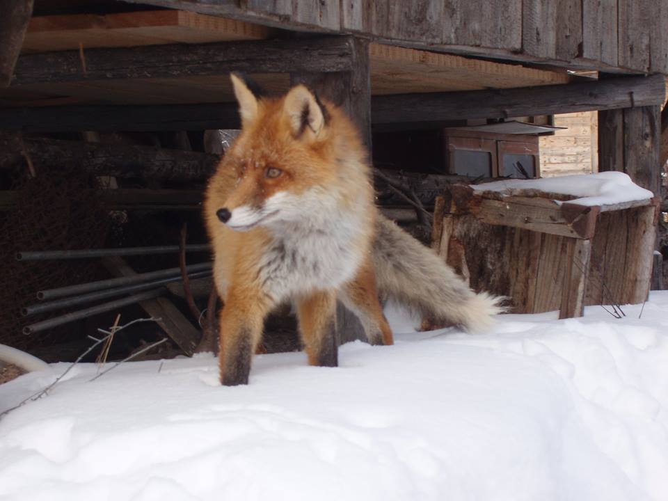 Лиса атакует частные дворы в Узде: что делать