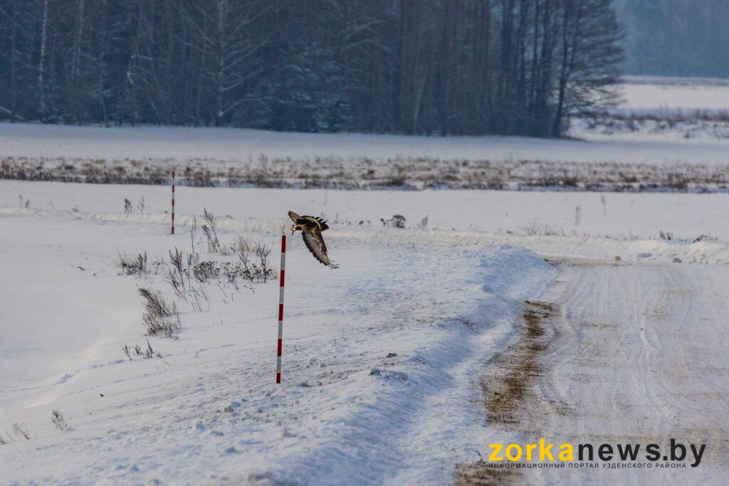 опушка леса