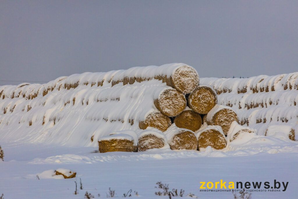 спиленные деревья