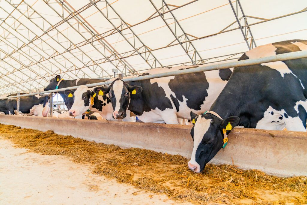 На 1,4 килограмма молока вырос среднесуточный удой от коровы в Узденском районе