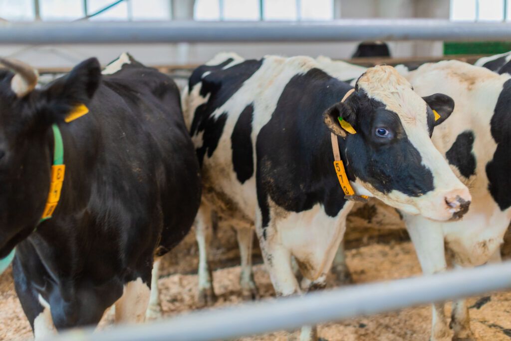 Какое хозяйство Узденщины лидирует в январе по молоку