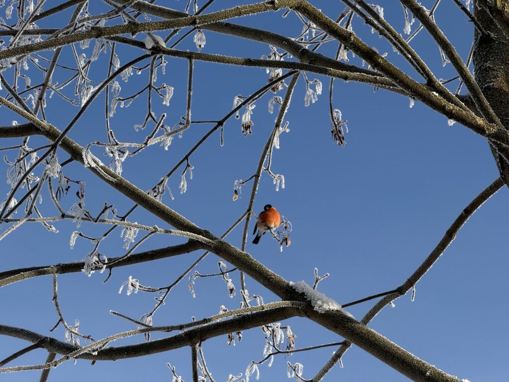 Яркий самец, поющая самка и живые барометры: в чём тайна снегиря
