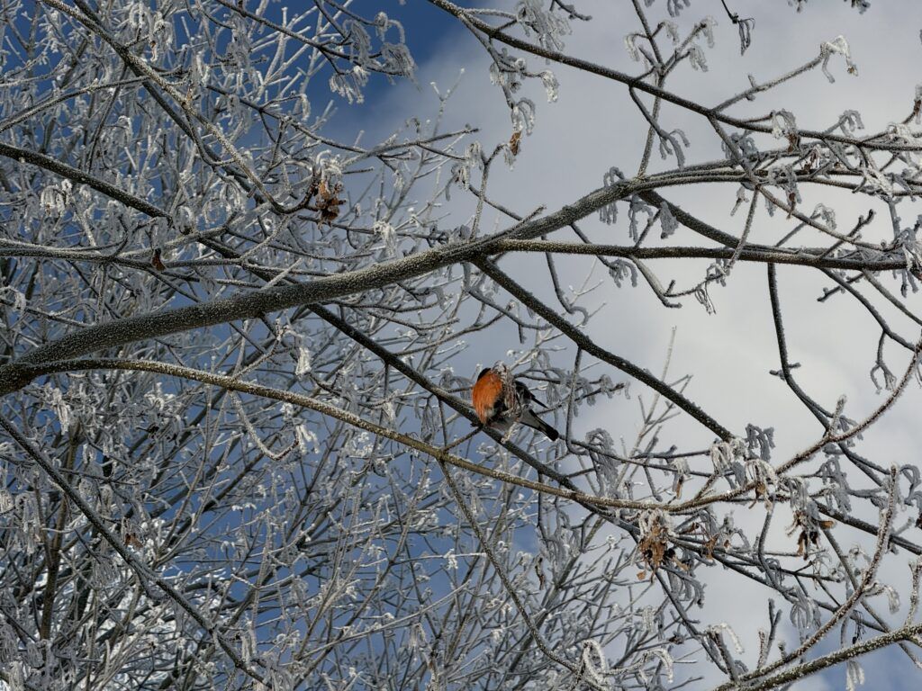 снегирь на дереве