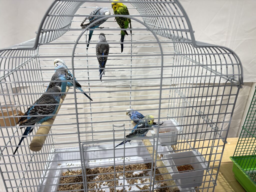 волнистые попугаи