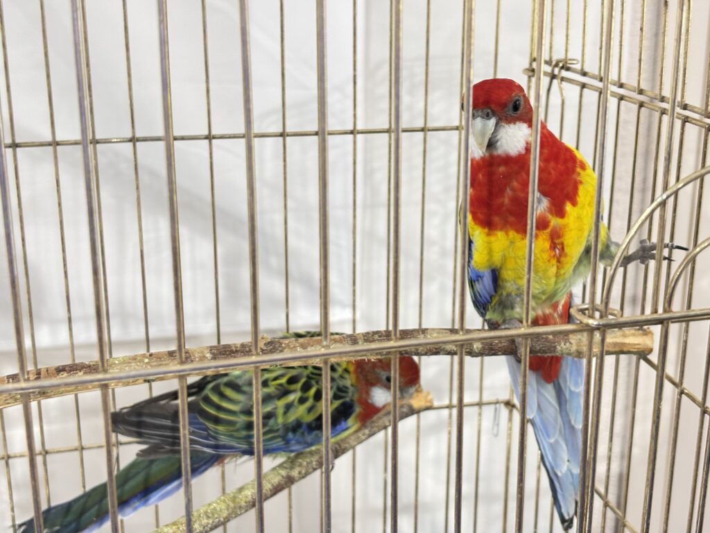 Выставка попугаев с возможностью кормления открылась в Узде