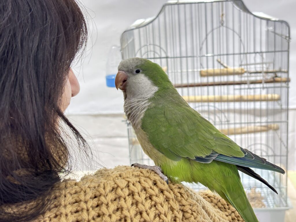 Македонский попугай