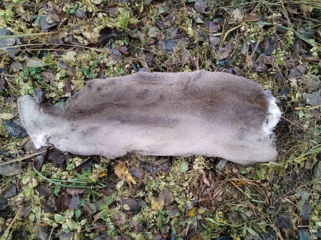 шкура косули