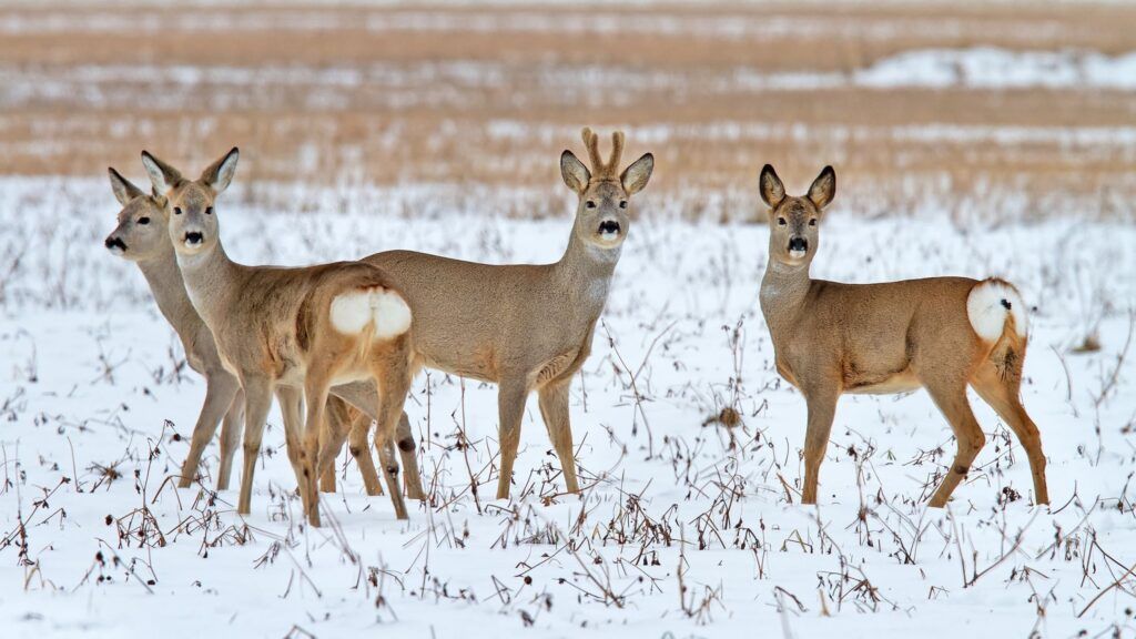 До 10 лет лишения свободы грозит за охоту на косулю жителям Узденщины