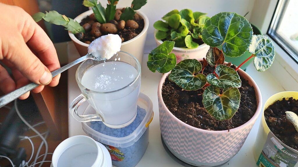 Чем подкормить комнатные растения зимой