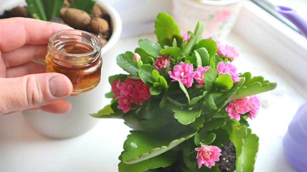 подкормка комнатных растений