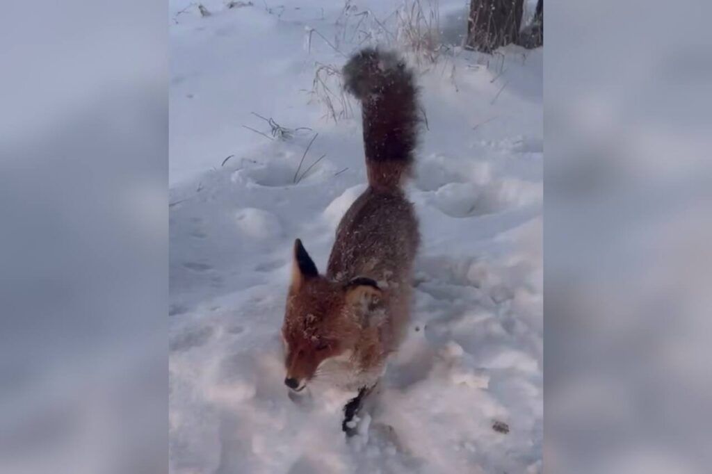 В Узде замерзла лиса: правда или фейк