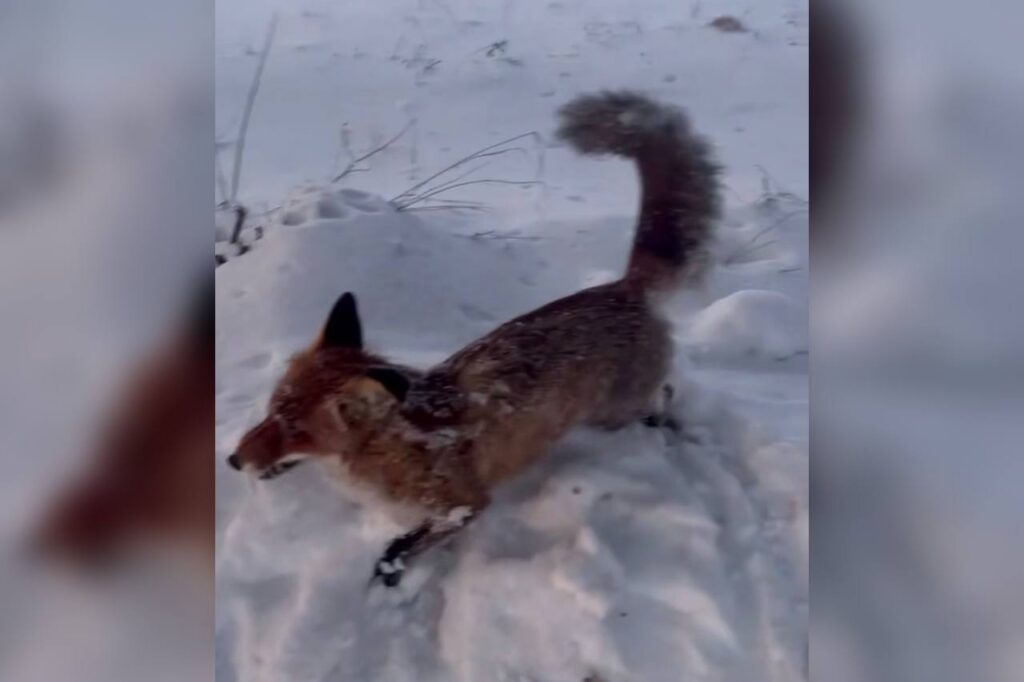 чучело лисы