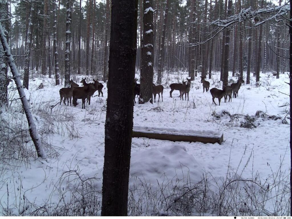 косули возле кормушки