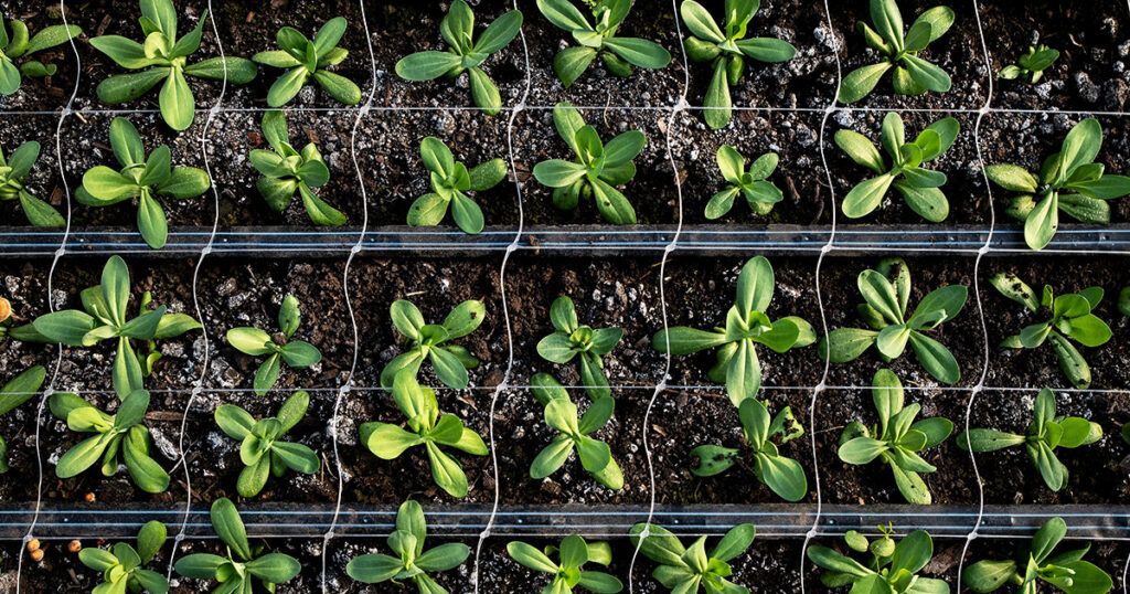 Когда и зачем сеять рассаду в середине зимы