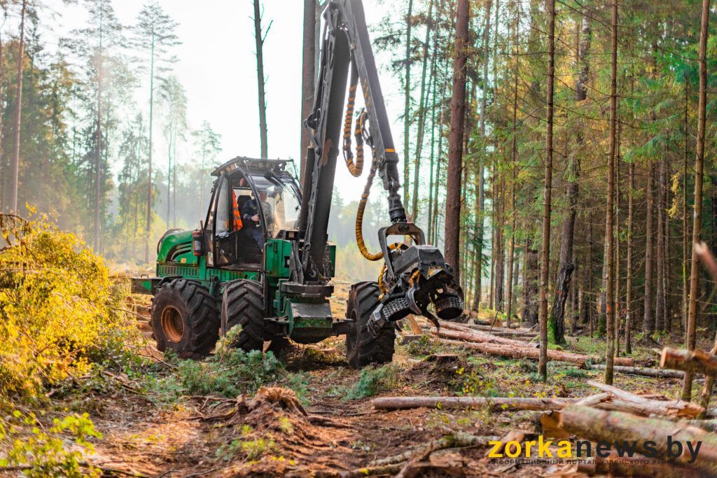 Узденский лесхоз вошел в десятку лучших в Беларуси по итогам 2025 года