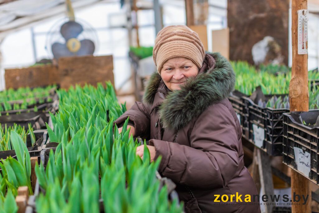 Семейный бизнес. Пенсионерка из Узденского района рассказала, почему любит тюльпаны