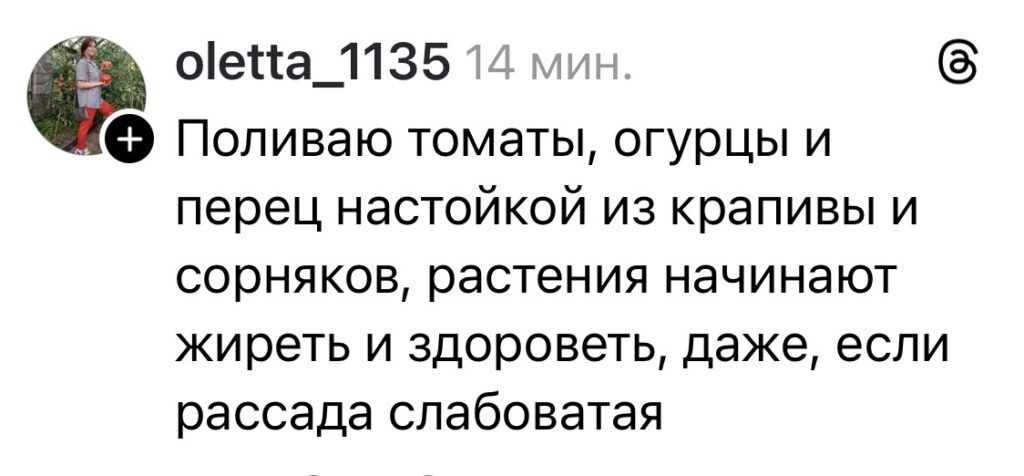 настой из крапивы для урожая