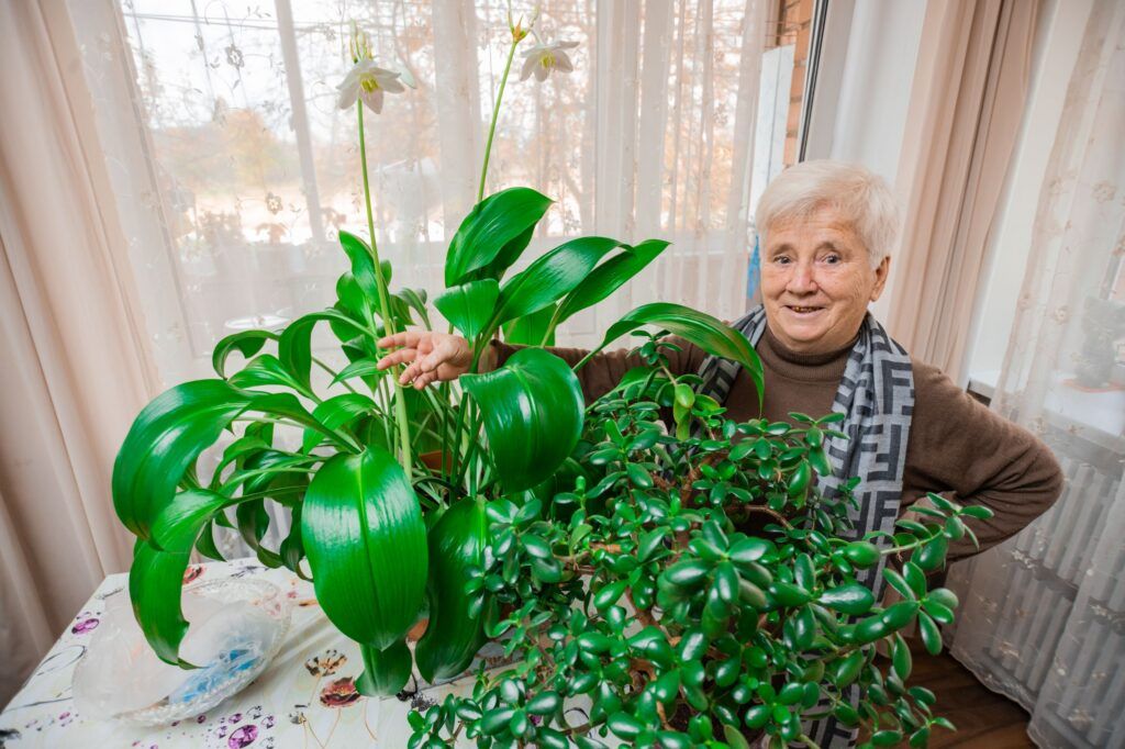 Как правильно поливать эухарис: советы от цветовода из Хотлян