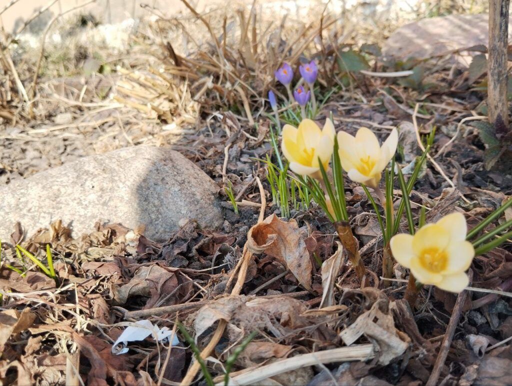 В Узденском районе зацвели первоцветы