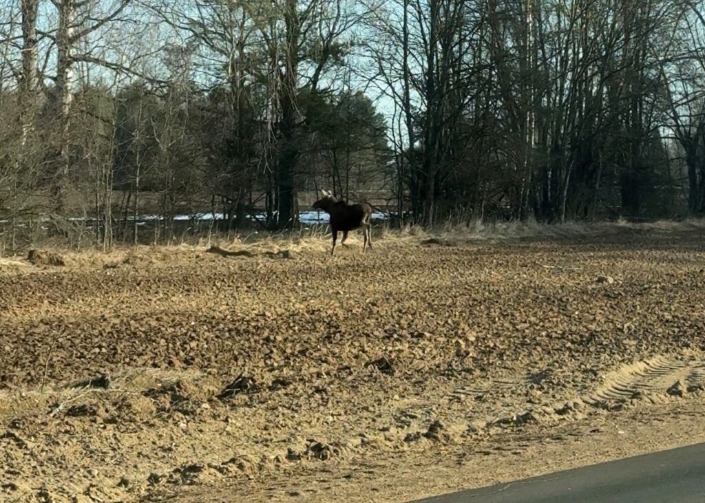 Лось на дороге. Чем завершилась встреча журналистов «ЧЗ» с диким животным
