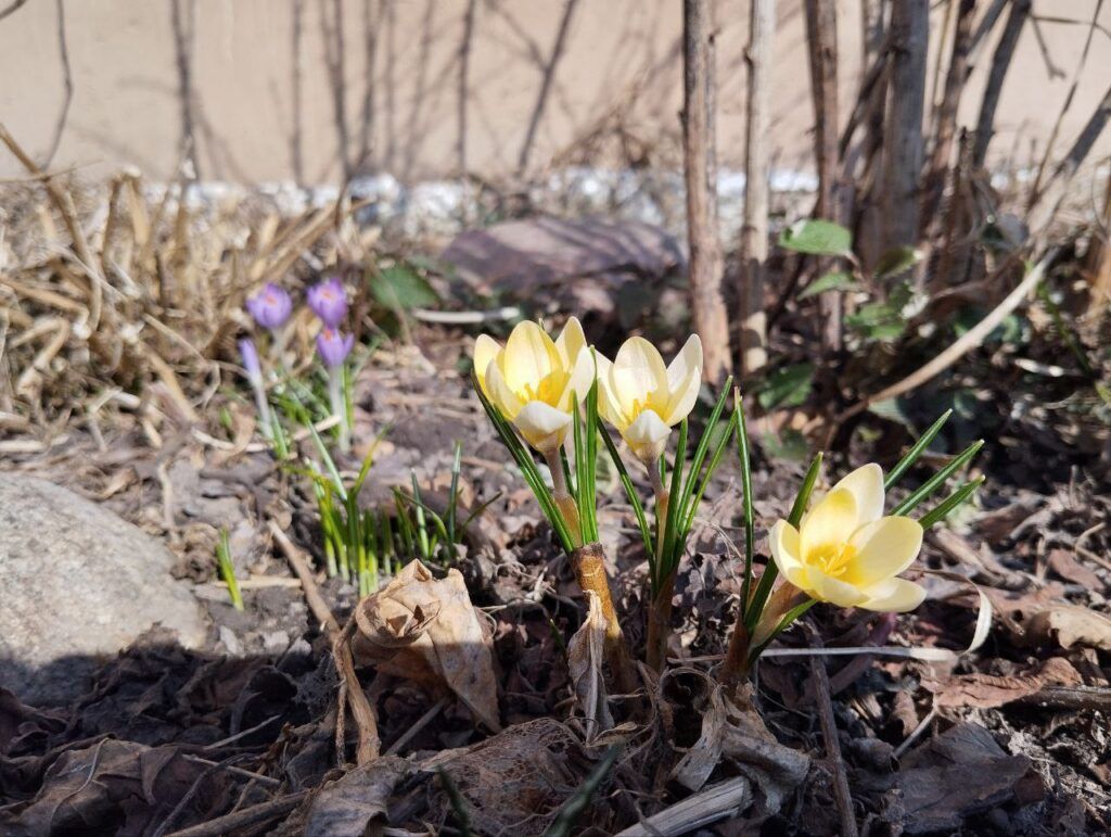 весенние цветы
