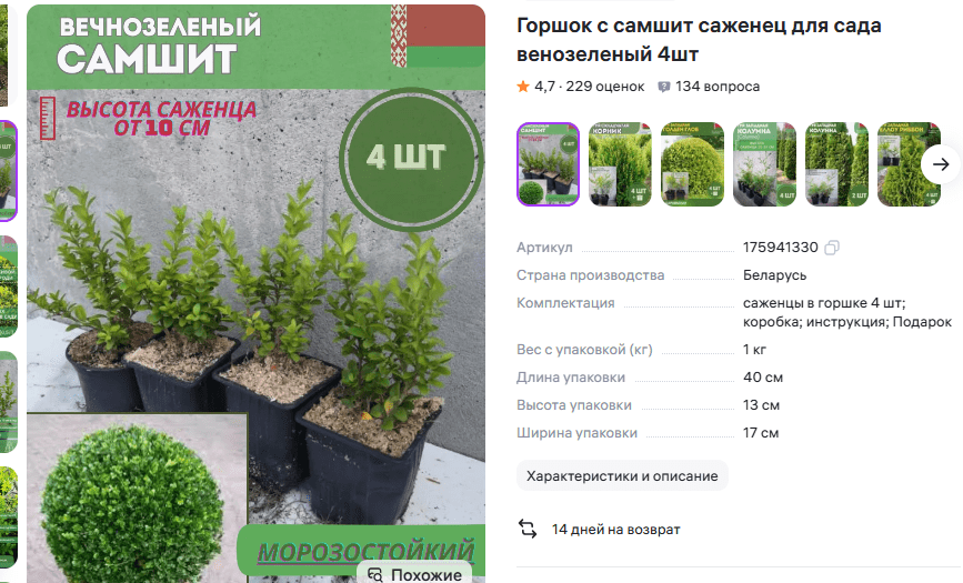 саженцы самшита