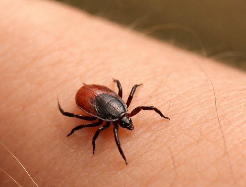 клещ присосался