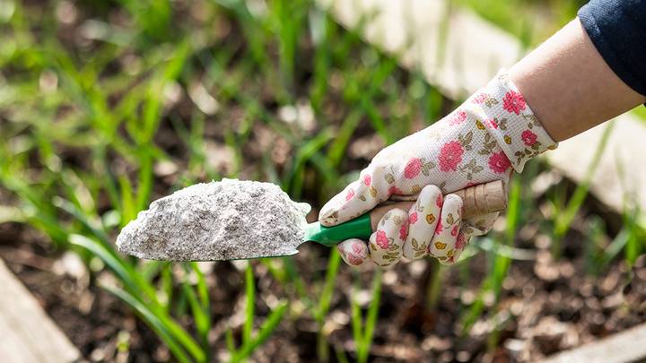 удобрения для чеснока