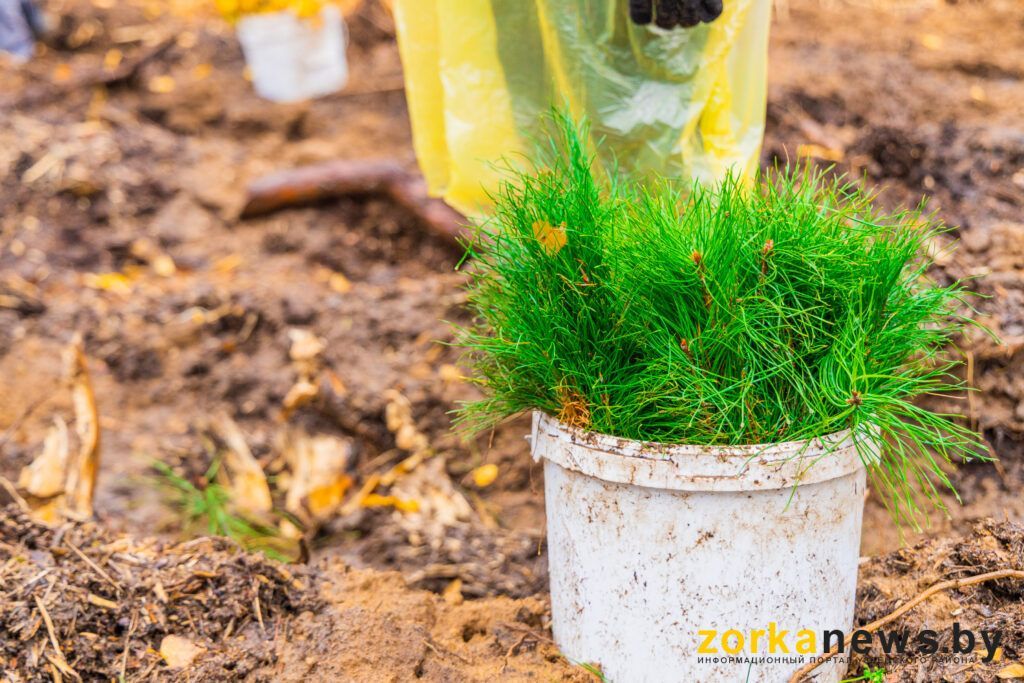 Уборка леса и посадка деревьев: где и когда пройдет экологическая акция в Узденском районе