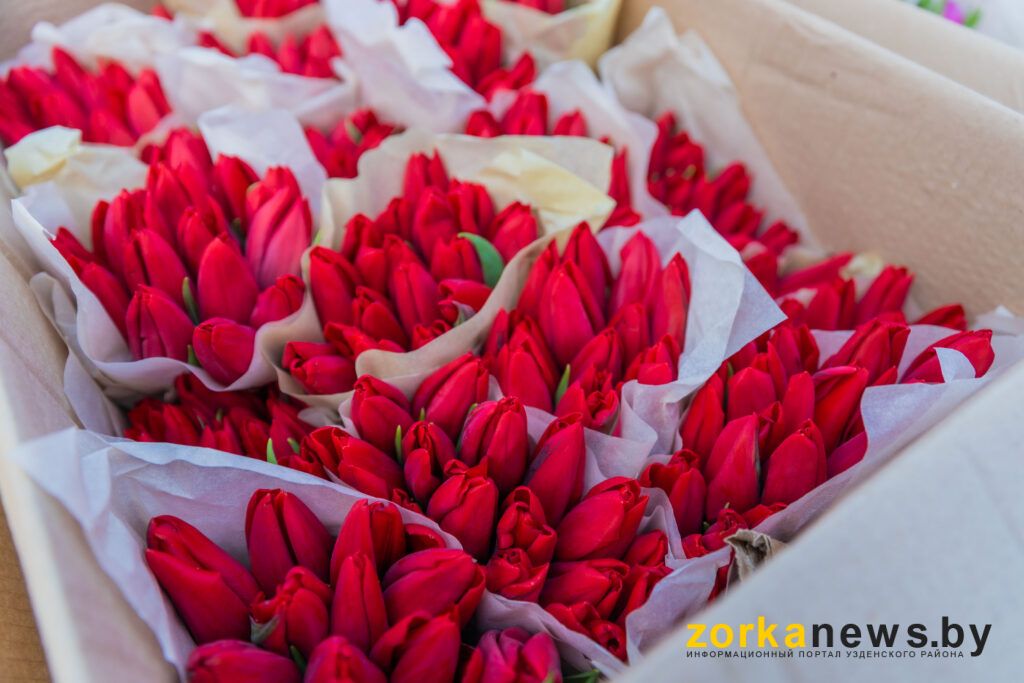 красные тюльпаны