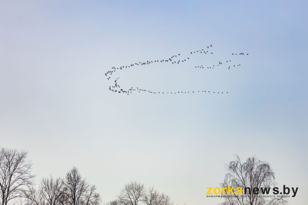 птицы прилетели