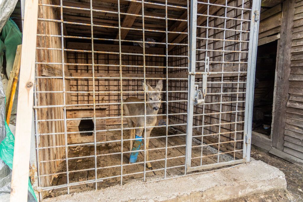 косуля в вальере