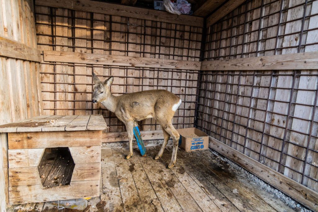 косуля с гипсом на лапе