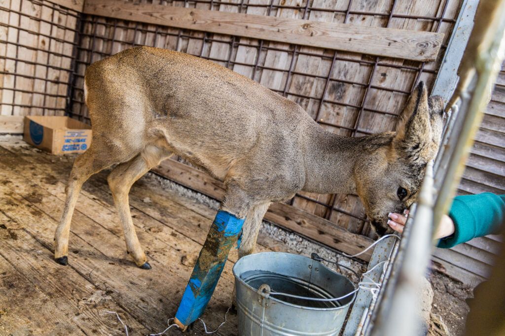косуля в вальере