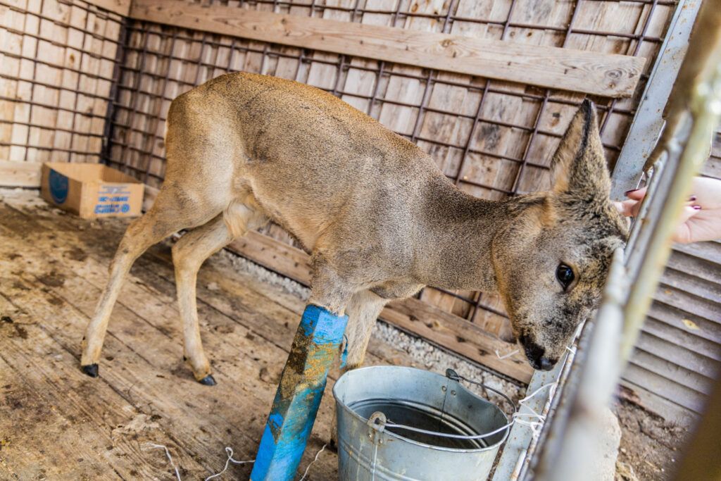 Как косуля с травмой попросила помощь у работников лесхоза