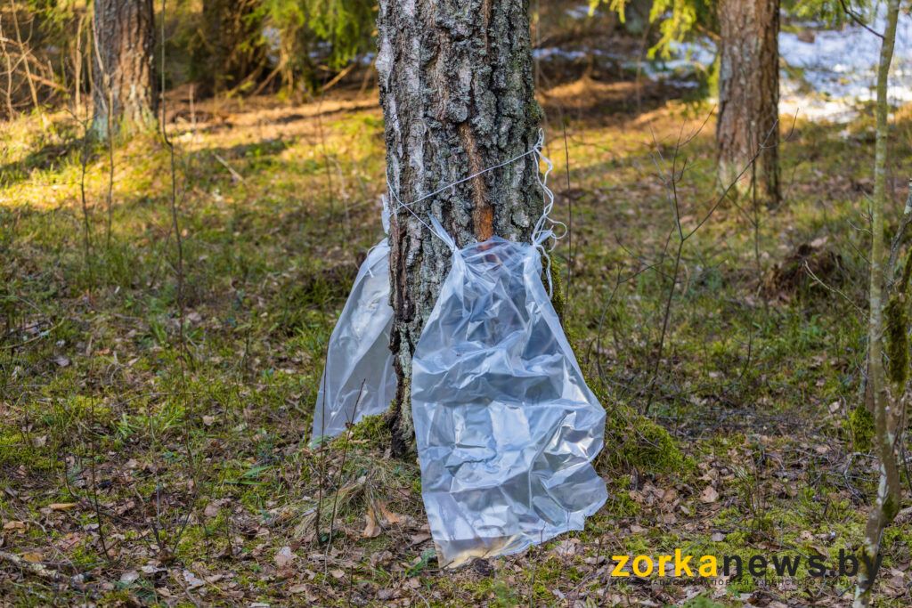 березовый сок