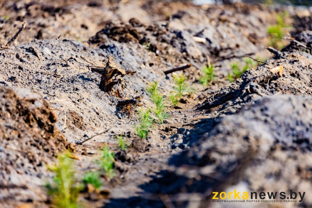 высадка деревьев