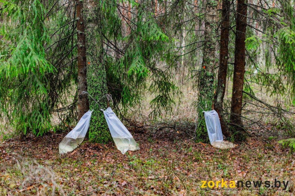 Где и почем можно будет купить березовый сок в Узденском районе