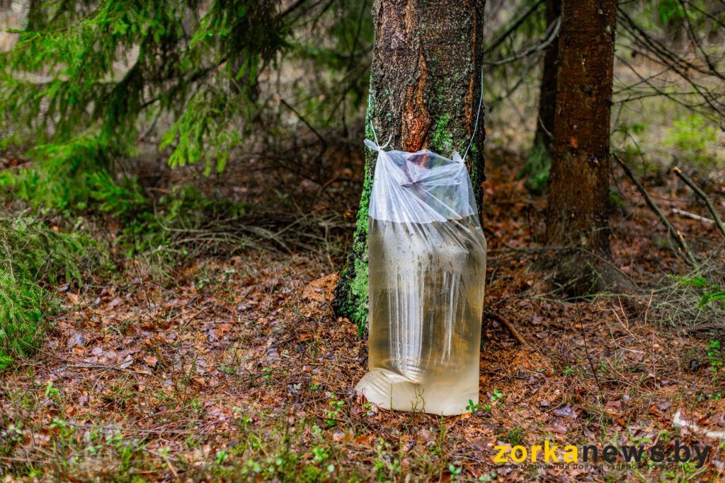 сбор березового сока