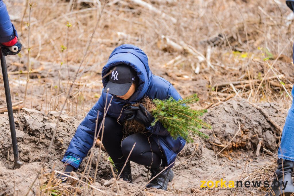Где и сколько леса посадят в Узденском районе: узнали планы лесхоза на весну