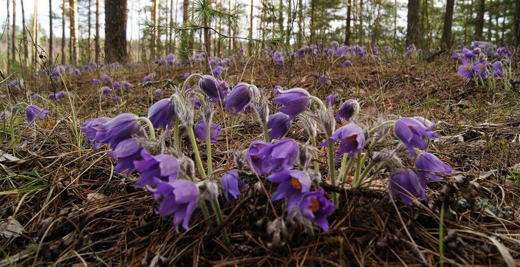 За букет первоцветов – штраф от 1350 рублей