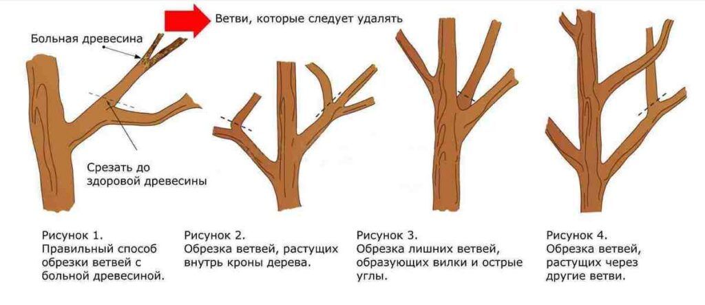 правила обрезки деревьев
