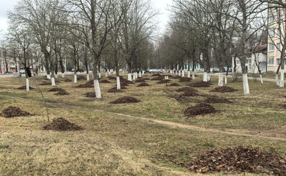 убранный от прошлогодней листвы сквер