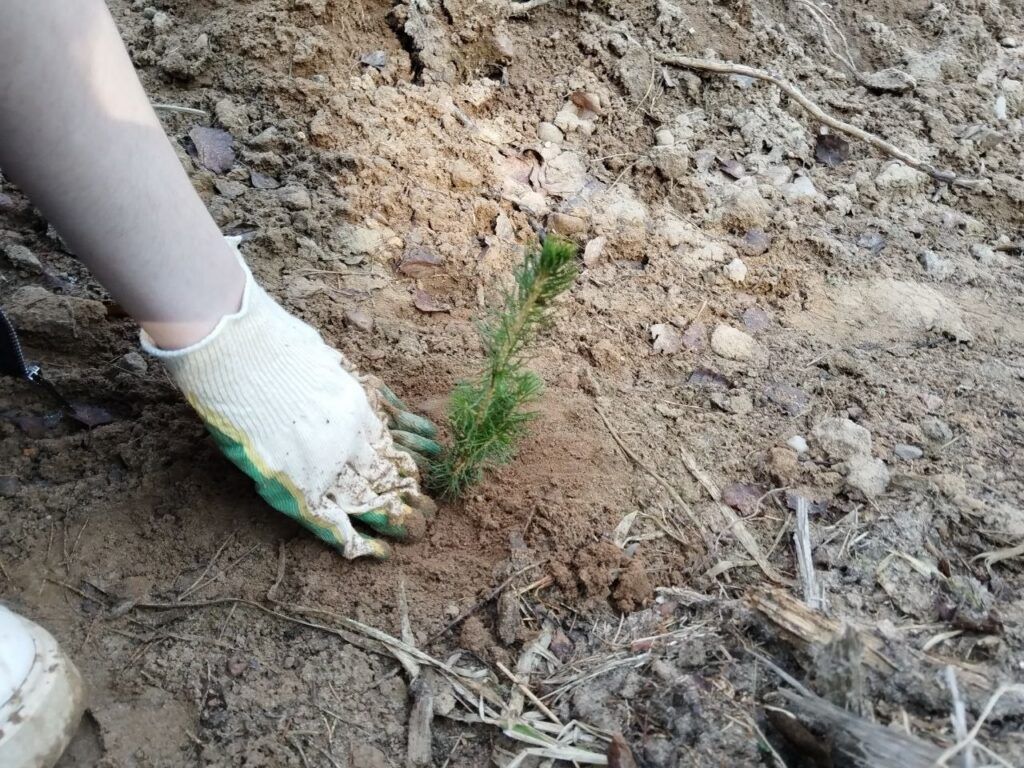 молодая сосна