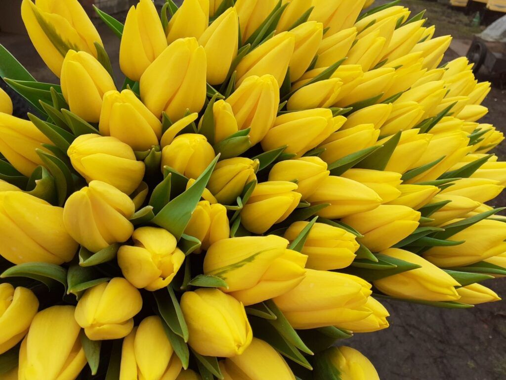 Как продлить жизнь тюльпанам в вазе: 2 простых секрета от флориста