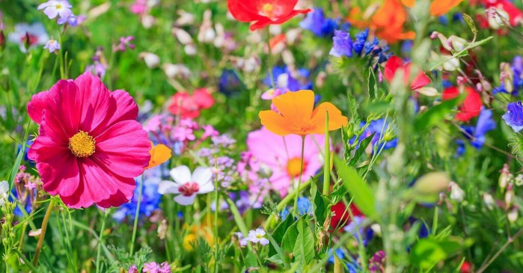 Какие цветы посеять в апреле: полезные советы