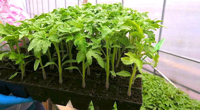 Лунный календарь 2026: Когда высаживать помидоры в теплицу и открытый грунт