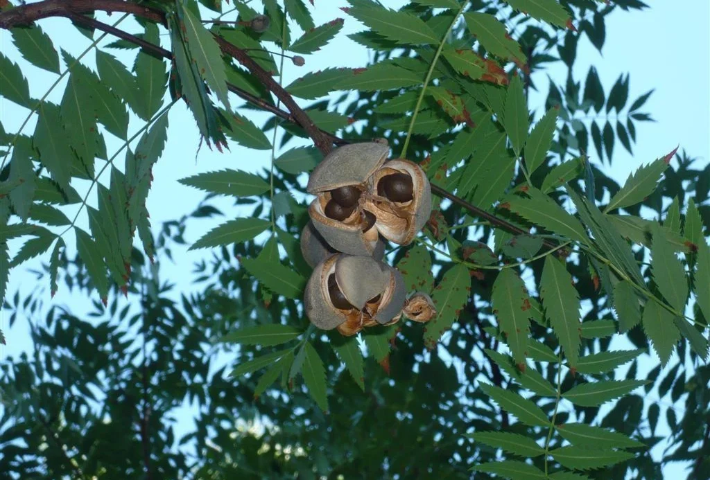 Чекалкин орех